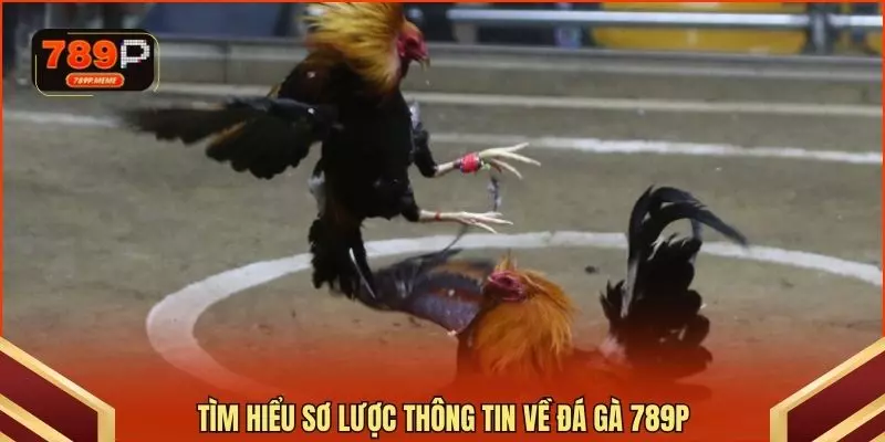 Tìm hiểu sơ lược thông tin về đá gà 789P